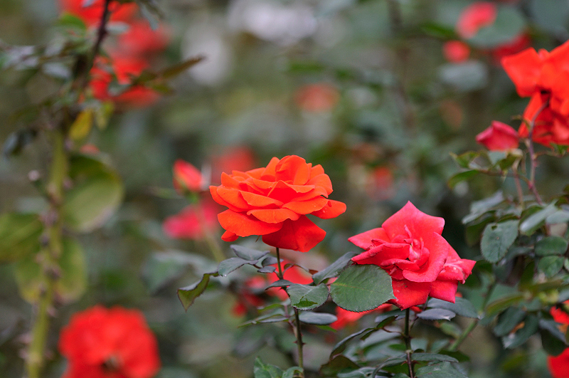 image0267