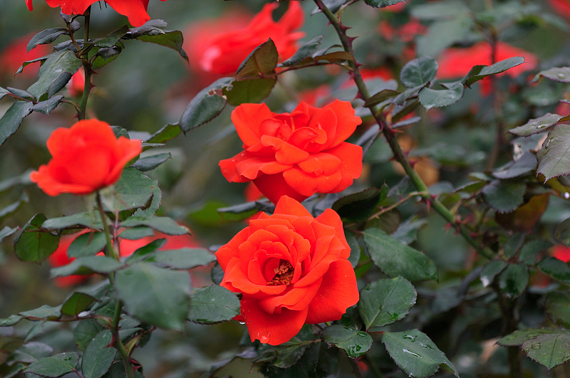 image0268