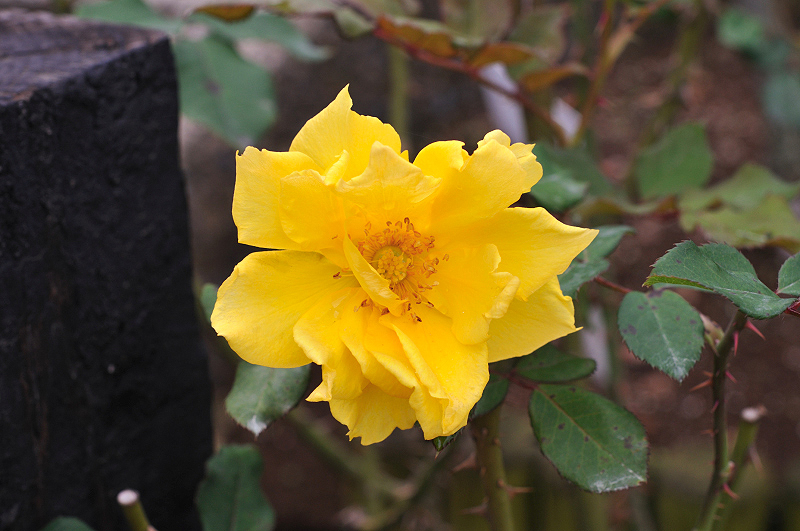 image0269