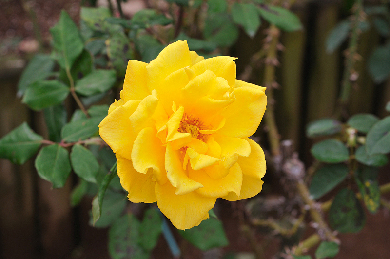 image0271