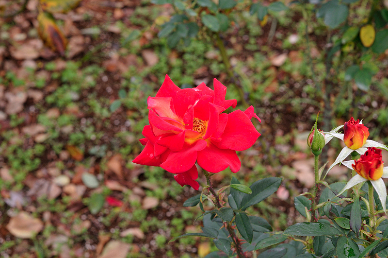 image0275