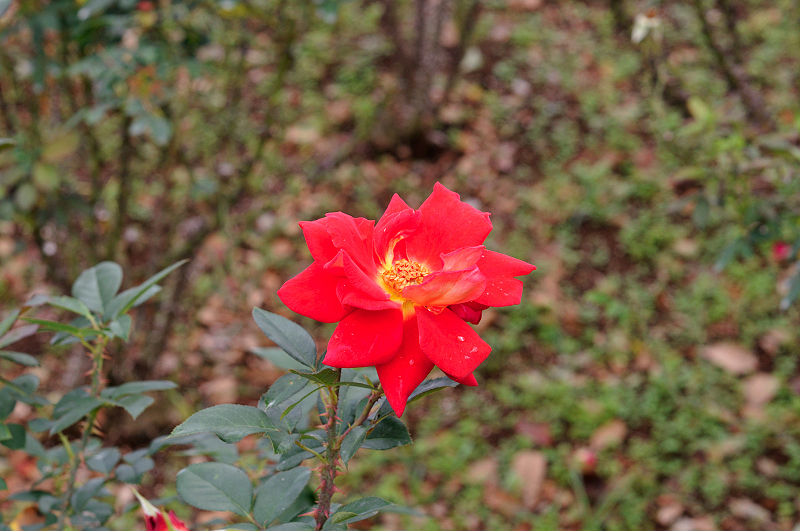 image0276