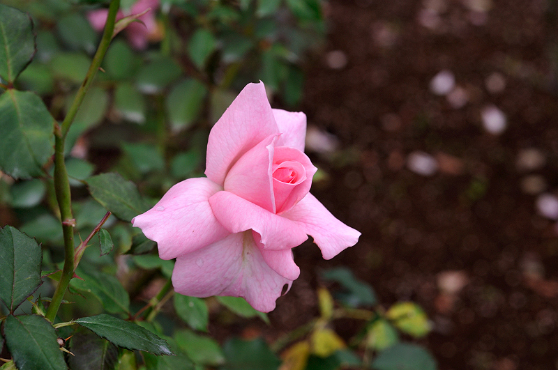 image0278