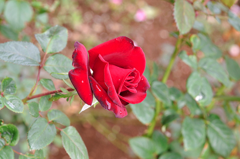 image0279