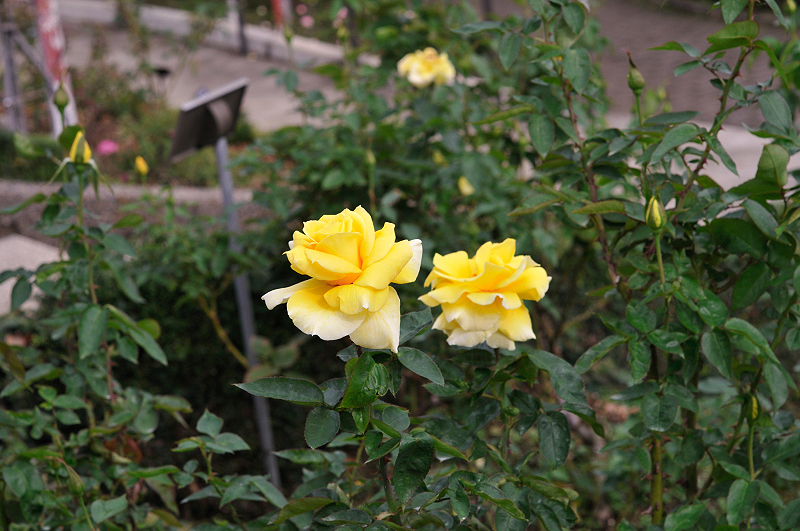 image0281