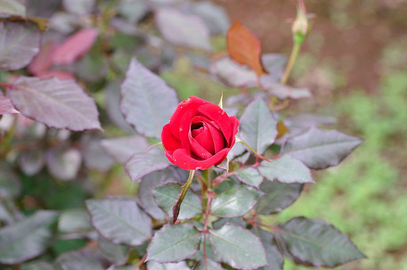 image0283