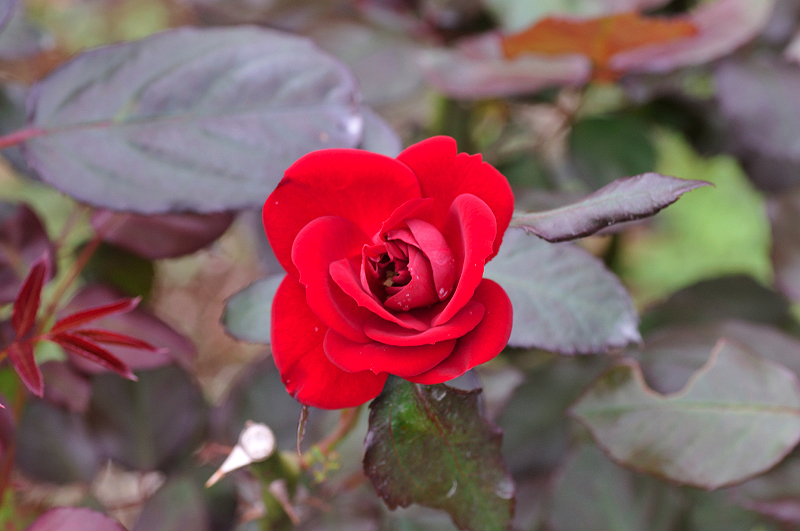 image0284
