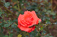 image0161