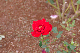 image0163