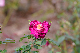 image0164