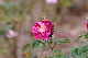 image0165