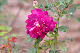 image0167