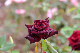 image0168