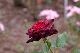 image0169