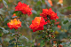 image0171
