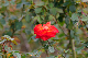 image0172