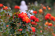 image0175