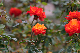 image0177