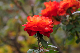 image0178