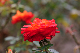 image0179
