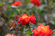 image0181