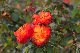 image0184