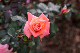 image0185