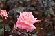image0187