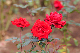 image0189
