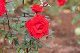 image0191