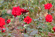 image0192