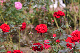 image0193