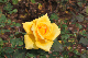 image0195