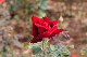 image0197