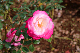 image0199