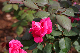 image0204