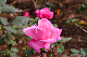image0205