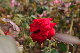 image0206