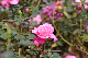 image0207