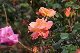 image0209