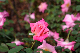 image0214