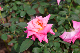 image0215