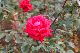 image0218