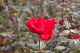 image0219