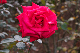 image0221