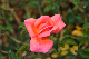 image0223