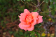 image0224