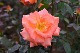 image0225