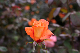 image0226