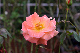 image0227